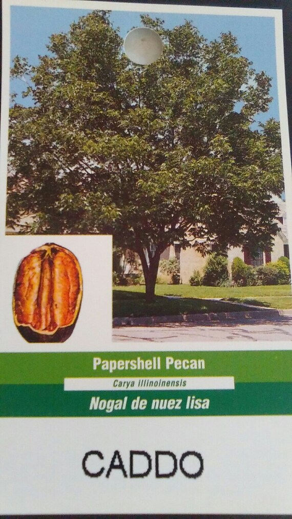 Caddo Papershell Pecan Tree 7 Gallon Size Healthy Big Nuts