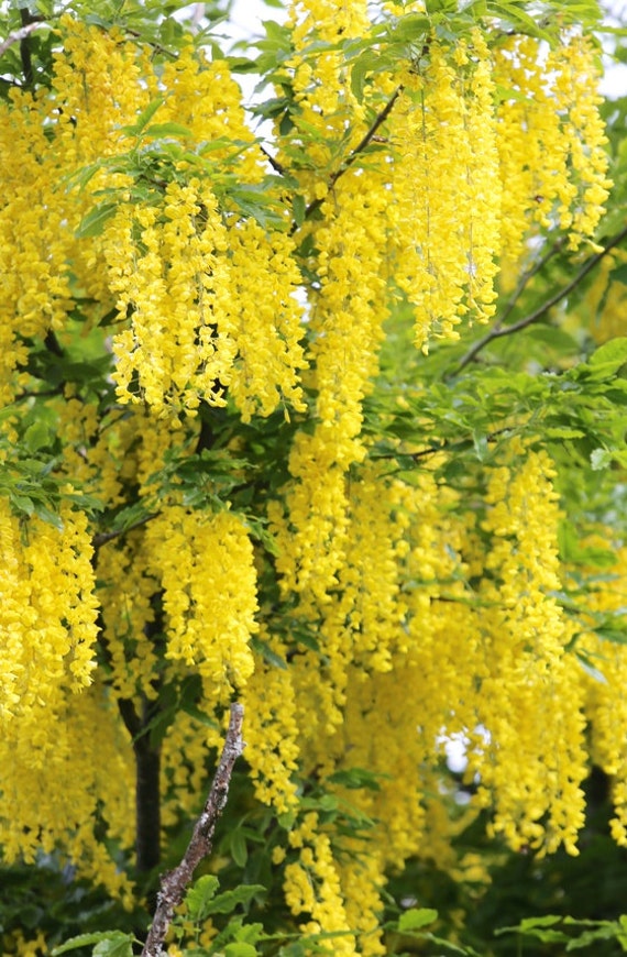 Golden Chain Tree Laburnum anagyroides Live Potted Tree 24-30