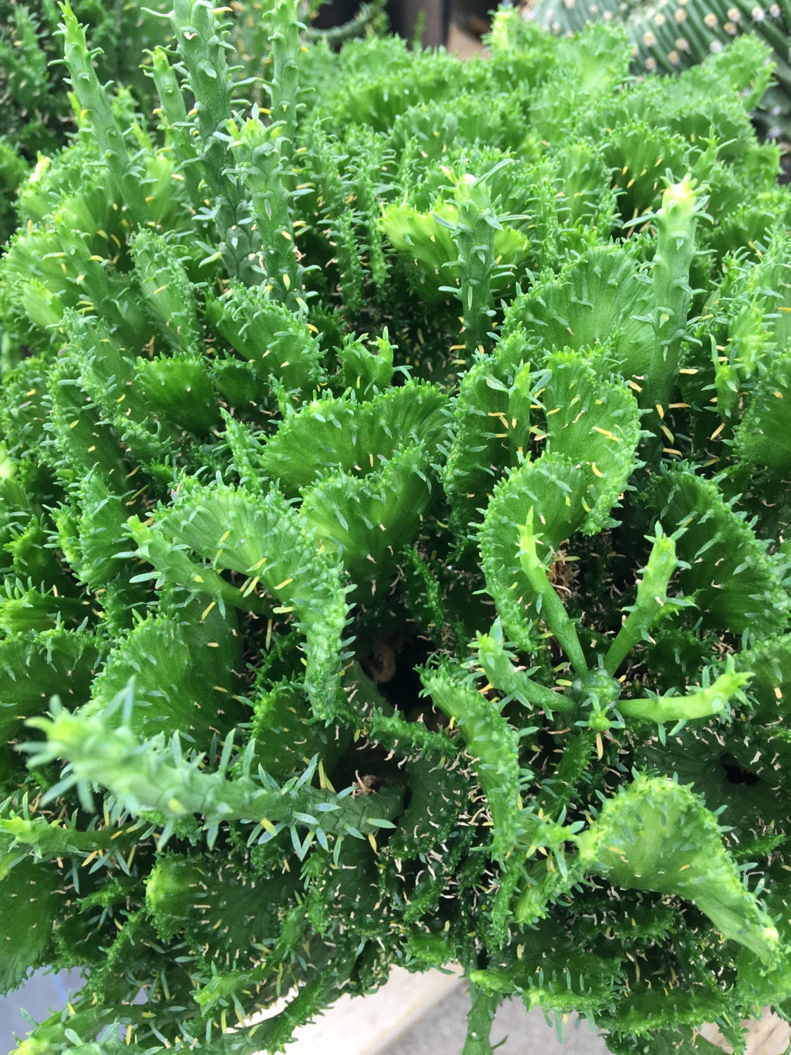 Succulent plant, Euphorbia Flanaganii, Cristata. Beautiful fan shaped