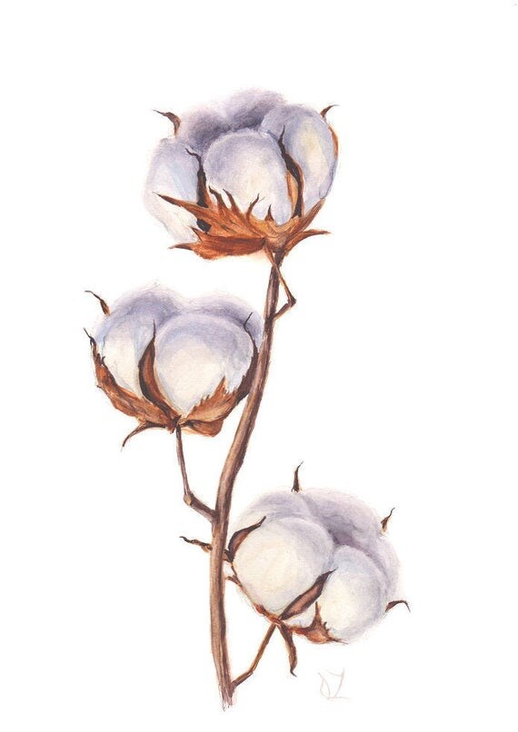 Cotton Boll Flowers Branch Watercolor Painting Original