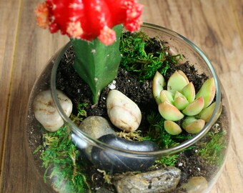 Succulent Terrarium Kit - Complete Glass Bowel Terrarium, Moss, River Rocks, Organic Succulent Soil, activated Charcoal, Pea Gravel.