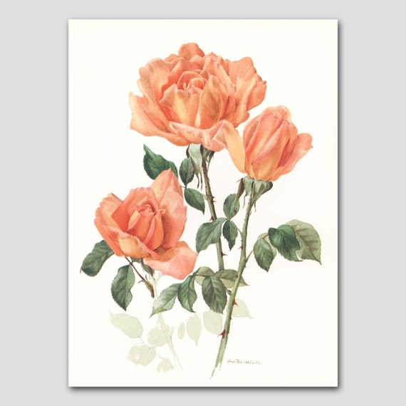 Botanical Art Print Rose Illustration Orange Home Office