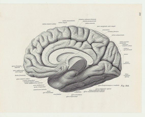 Prints brain anatomy human body medical drawing anatomic
