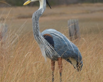 Great Blue Heron lifesize needle felted handmade wool bird