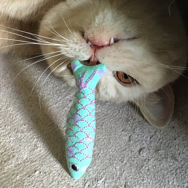 Catnip Cat Toy for cool cats Gifts for Cats by FreakMEOWt on Etsy