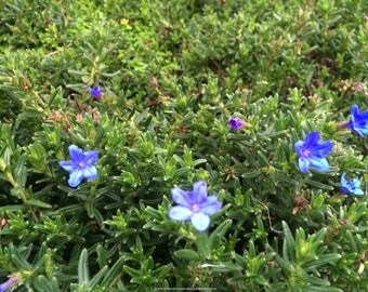 ROSEMARY CREEPING Live Plants Groundcover Plants Perennual Plants