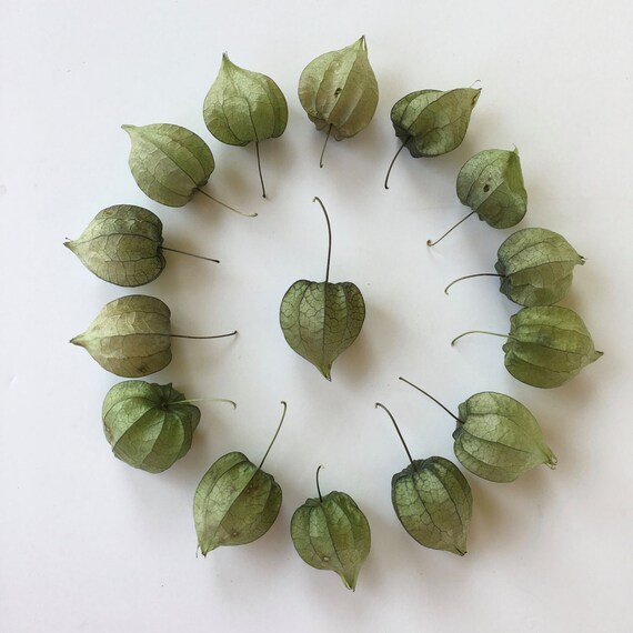 10 Dried Tomatillo Seed Pods That Look Like Tiny Chinese
