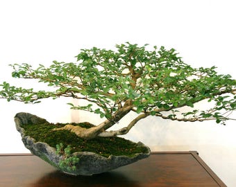 100+ Bodhi Tree Seeds - Sacred Fig - Buddha / Bo Tree - Ficus religiosa - Bonsai - Combine Shipping!