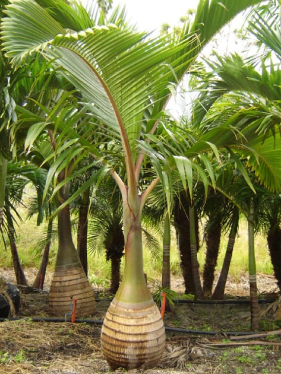 Ornamental Palm Tree Seeds Pack 3 Types of Palms Tree Seeds
