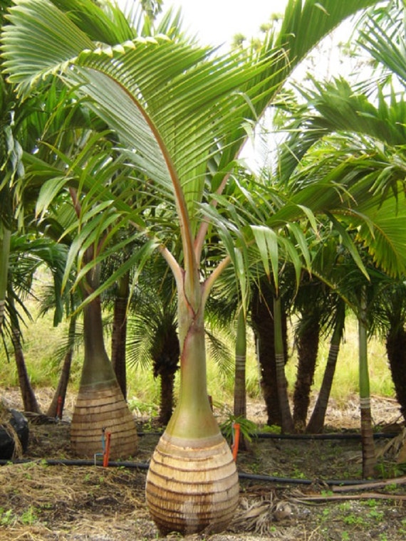 palm tree plants bottle palmera trees palms florida ornamental types fresh botella plant tropical seeds identification hyophorbe lagenicaulis different palmco