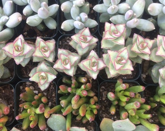 100 Succulent Plants, Succulent Wedding Favors, Weddings,Gifts, Bouquets