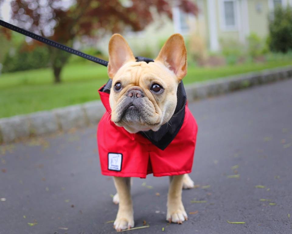 FRENCH BULLDOG Rain Coat Dog Raincoat Waterproof Dog Coat