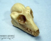 Chocolate Fruit Bat skull