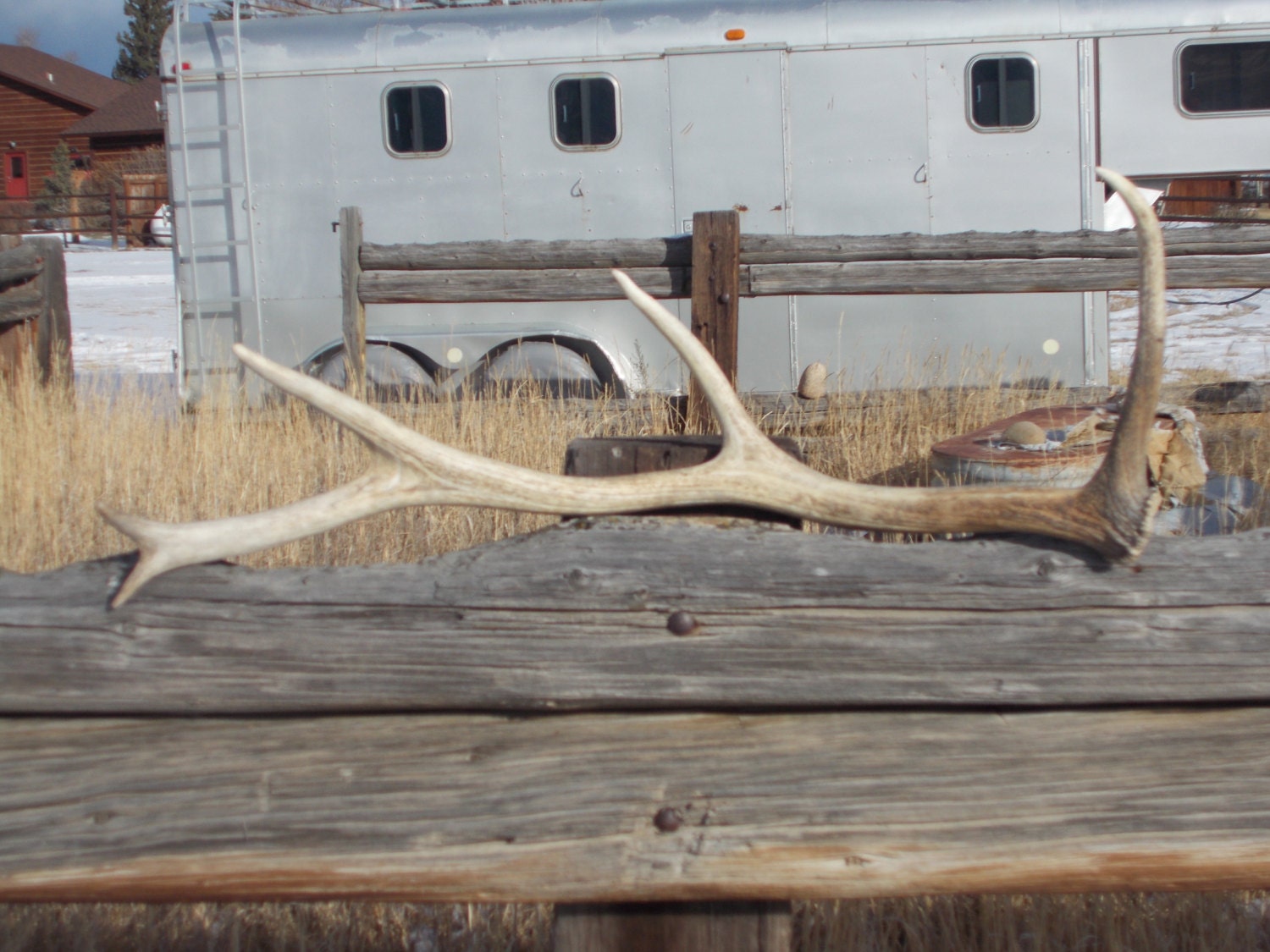 Elk shed antler