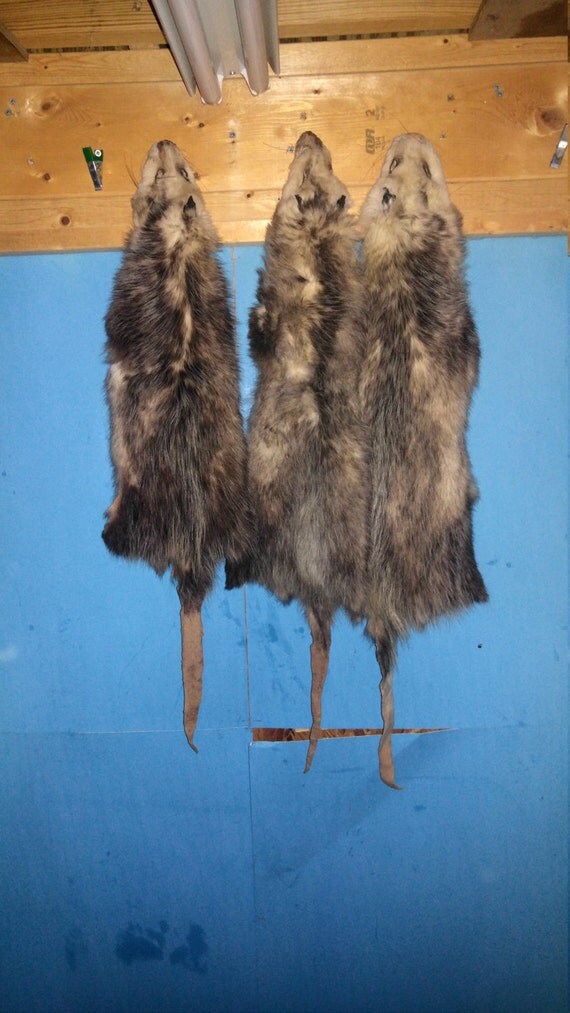 1 Tanned Opossum Fur hide Pelt paw feet real animal skin
