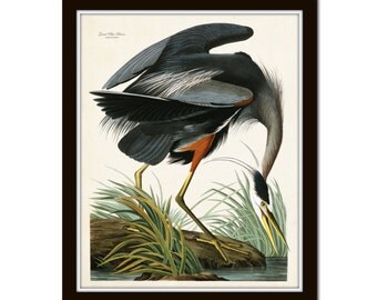 Vintage Audubon Blue Heron Bird Print Giclee Art Poster Home Decor Vintage Audubon Blue Heron Bird Print Giclee Art Poster Home Decor