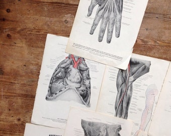 Vintage Anatomical Medicine Prints Anatomy Latin Human