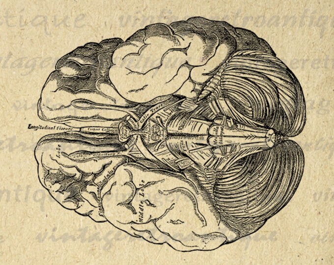 Brain Digital Printable Image Medical Diagram Graphic Anatomy Download Vintage Clip Art Jpg Png Eps HQ 300dpi No.112