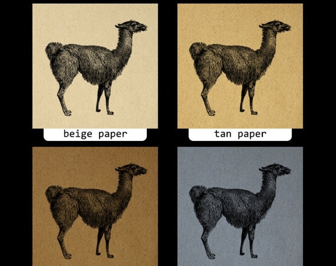 Llama Digital Image Graphic Download Illustration Printable Artwork Vintage Clip Art Jpg Png Eps HQ 300dpi No.2672