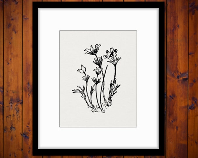 Printable Image Anemones Flower Digital Plant Graphic Download Vintage Clip Art Jpg Png Eps HQ 300dpi No.841