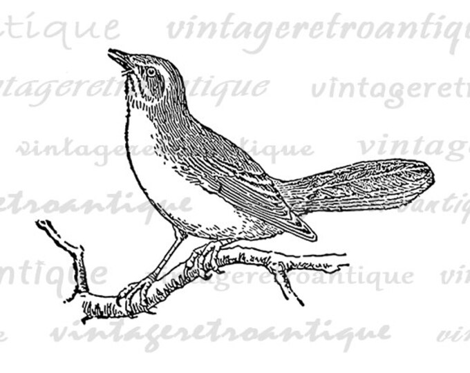 Printable Image Mockingbird Bird Download Digital Graphic Antique Clip Art Jpg Png Eps HQ 300dpi No.3135