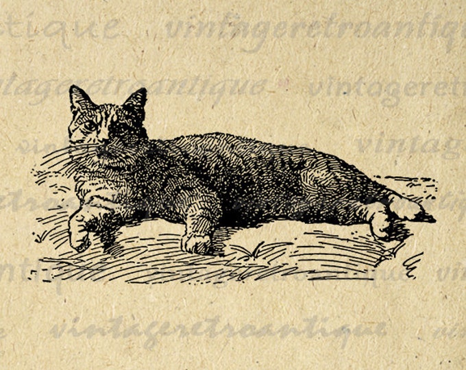 Manx Cat Digital Graphic Download Image Printable Artwork Vintage Clip Art Jpg Png Eps HQ 300dpi No.3072