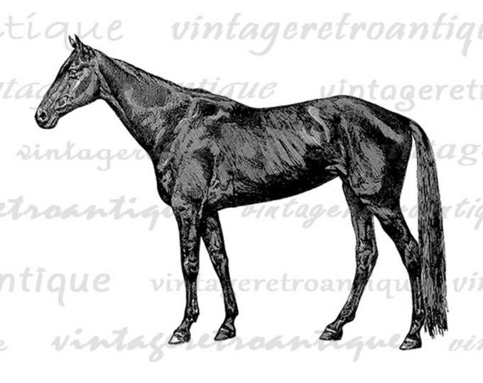 Black Horse Image Printable Digital Download Horse Illustration Graphic Antique Clip Art Jpg Png Eps HQ 300dpi No.2978