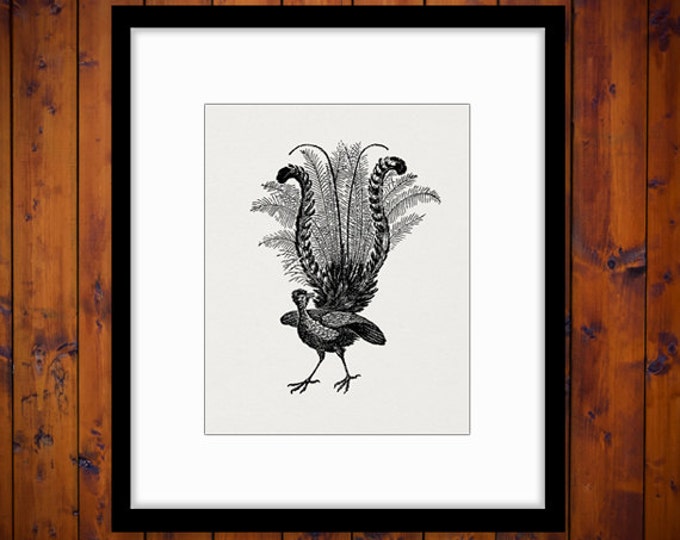 Printable Lyre Bird Graphic Digital Antique Illustration Image Download Vintage Clip Art Jpg Png Eps HQ 300dpi No.3886