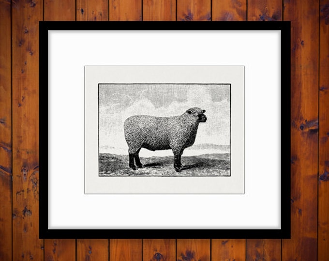 Printable Southdown Sheep Graphic Digital Download Image Jpg Png Eps HQ 300dpi No.629