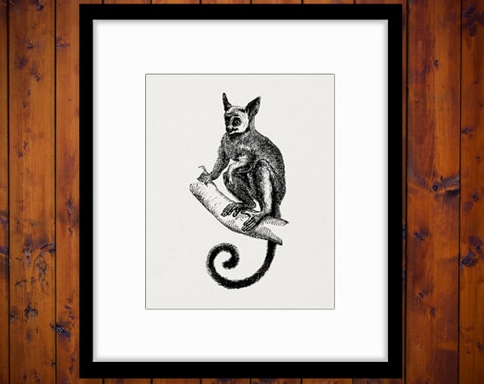 Galago Bush Baby Animal Printable Image Graphic Bushbaby Download Digital Vintage Clip Art Jpg Png Eps HQ 300dpi No.2809