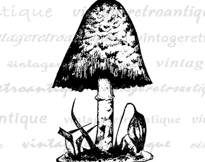 Antique Mushroom Digital Graphic Printable Download Illustration Image Vintage Clip Art Jpg Png Eps HQ 300dpi No.3584