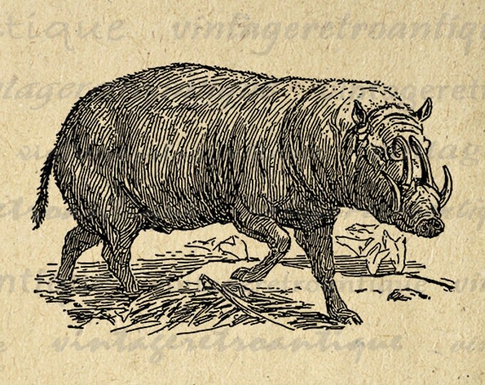 Printable Graphic Babirussa Download Wild Animal Digital Image Vintage Clip Art Jpg Png Eps HQ 300dpi No.3245