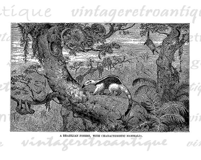 Printable Animals of the Brazilian Forest Graphic Download Digital Image Vintage Clip Art Jpg Png Eps HQ 300dpi No.054