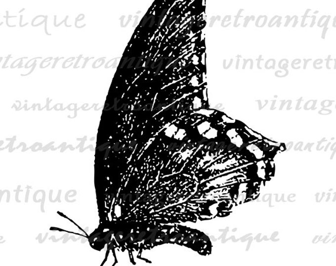 Digital Printable Butterfly Graphic Antique Butterfly Download Butterfly Insect Image Vintage Clip Art for Transfers etc HQ 300dpi No.4641