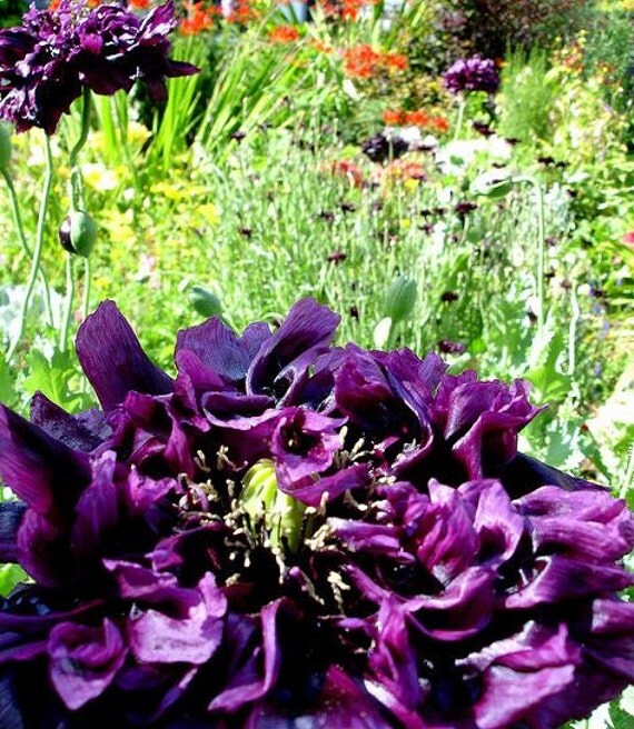 Giant Double Black Peony Poppy, op/heirloom flowers 80 + seeds from ...