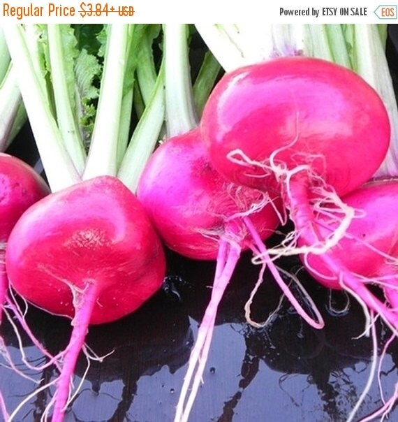 Turnip Seeds Red Turnip Red Round Brassica by CaribbeanGarden