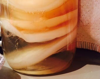 Save Stray Cats: Organic Kombucha SCOBY