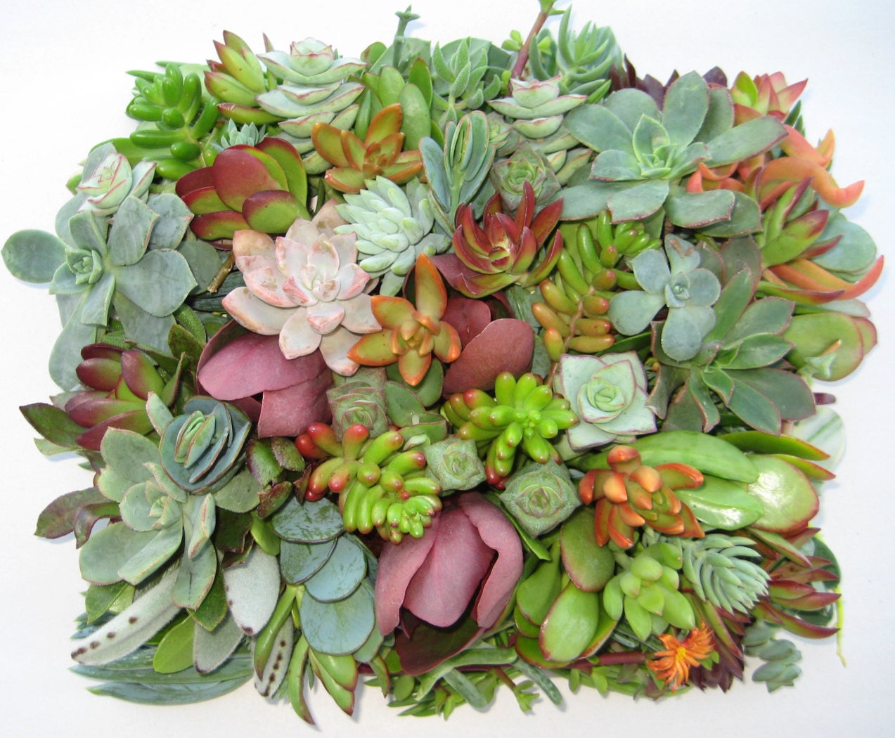 on sale succulent cuttings succulent clippings 20 on sale succulent cuttings succulent clippings 20