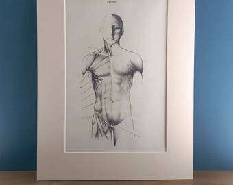 Vintage Medical Anatomical Print of Torso in an Ivory Mount