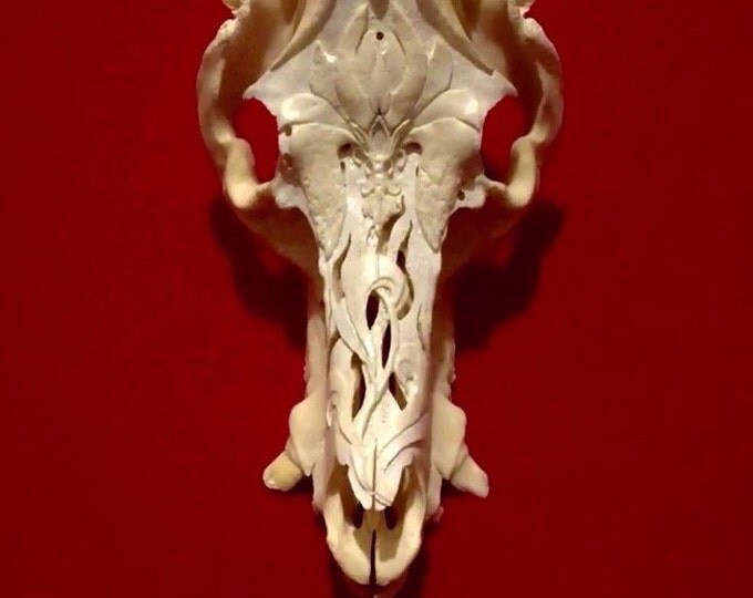 Hand carved adult boar skull, engraved with delicate pattern.