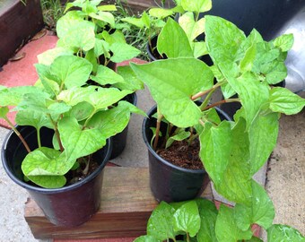 1 Live well rooted edible fish mint herb - diep ca  - 3 To 7 Inches Tall -m156