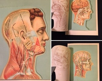 Skull diagram | Etsy