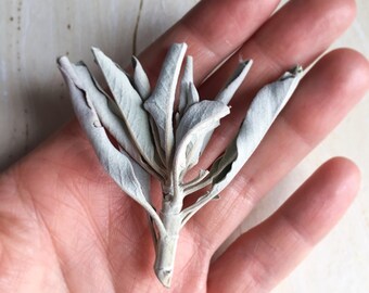 Sage Smudge - White Sage Leaves - Dried Sage - Sage Cleansing - Crystal Cleansing - Wild Harvested Sage - Sage Cluster -Metaphysical Tools