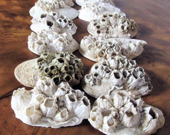 Sea shell decor Eco Barnacle Clam Shells Set Beach Ocean Planter Fish tank decor Terrarium Craft shell Wedding table centerpiece Nature gift