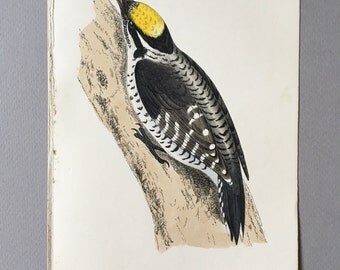 Antique Bird Print from 1890 of a three-toed woodpecker, great gift for ornithology lovers.