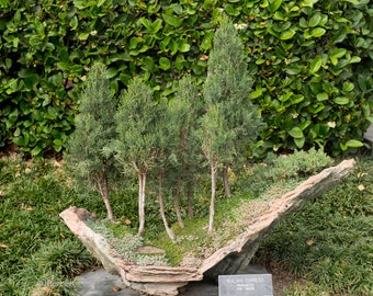 Italian Cypress Tree Seeds (Cupressus sempervirens) 25 Seeds - Combine Shipping!