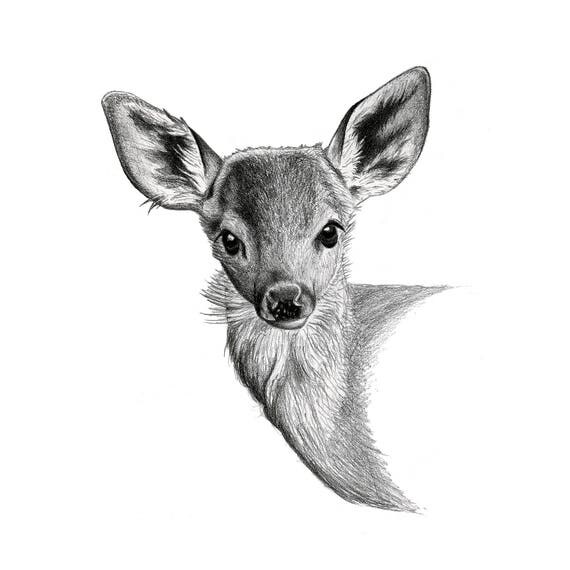 Items similar to Fawn Art Print | Original Graphite Pencil Baby Deer ...