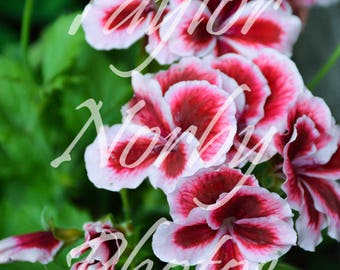 Pink and White Blossoms
