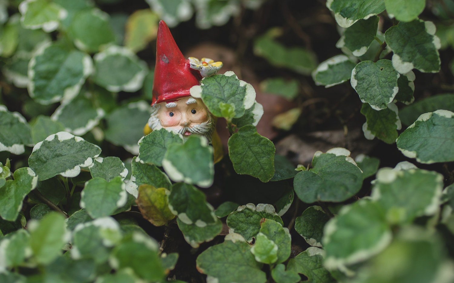 Gnome Wall Art Etsy Garden Gnome Print Photo Photography Whimsical Art Nursery