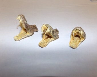 1 real animal taxidermy rattle snake head mount reptile part fang teeth diamond back